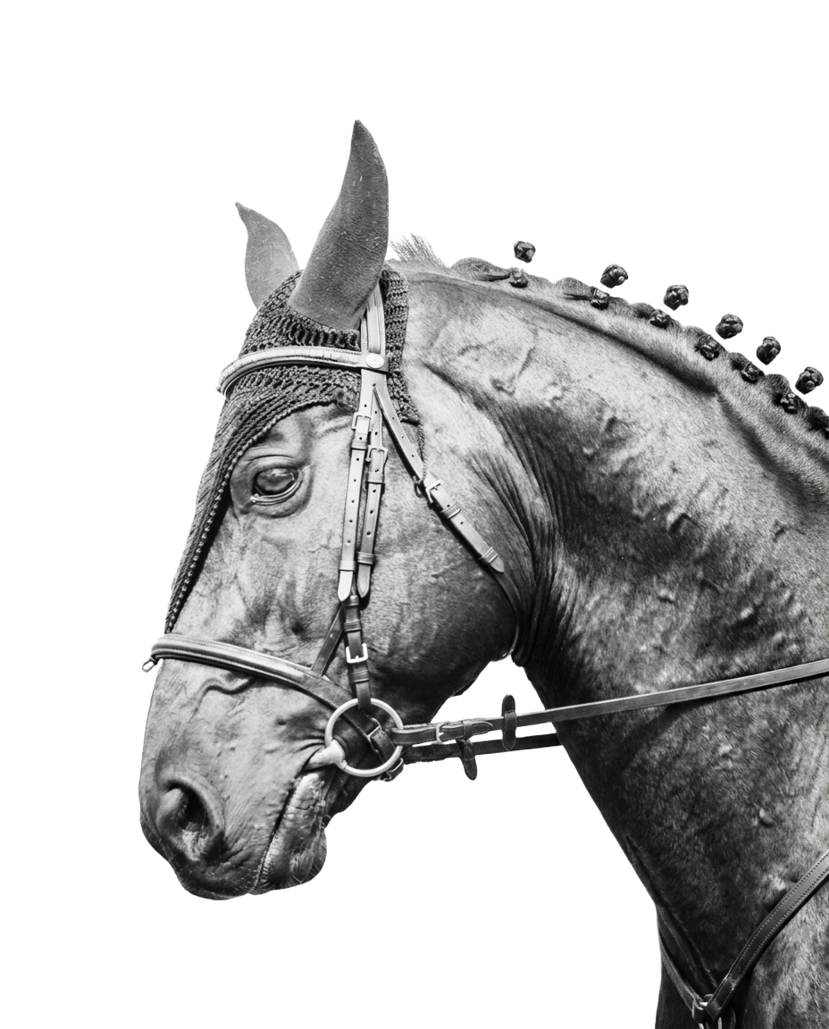 Dramatic black-and-white dressage horse